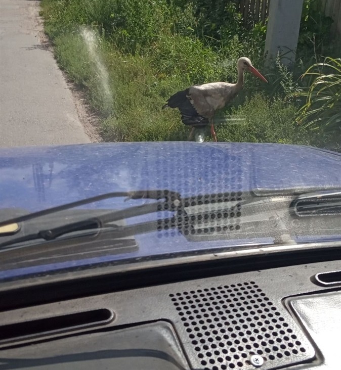 Перша зустріч...
фото із архіву Лариси 