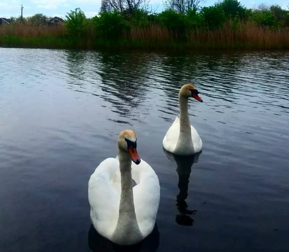 4. Лебеді на Ніжин-озері (фото з мережі)