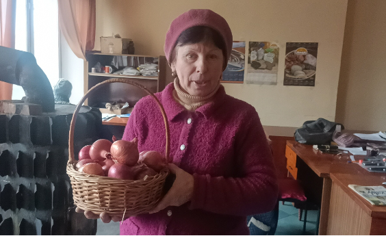 Ріпчаста цибуля "Чайка" дає до 40 тонн з одного гектару без поливу