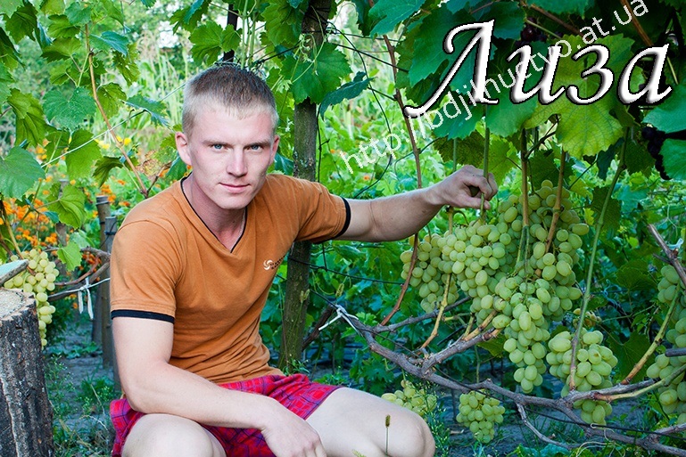 Доманій виноградник