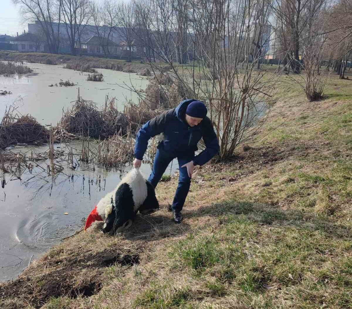 Панда не втікла