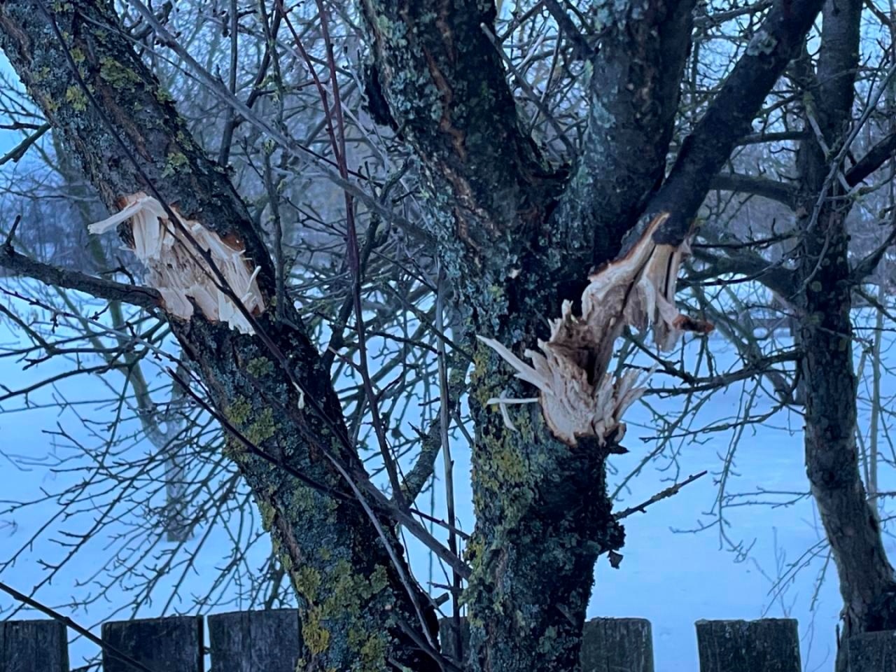 Під ударами шахедів: понівечені будівлі, всіяні уламками подвір'я, загибла худоба