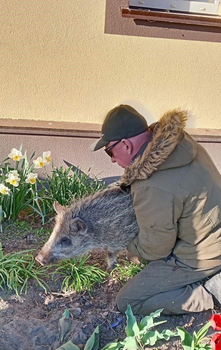 Від фронту до дому: зворушлива історія порятунку дикого малюка